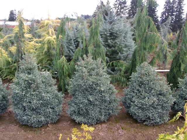 Chamaecyparis pisifera 'Cyano-Viridis'