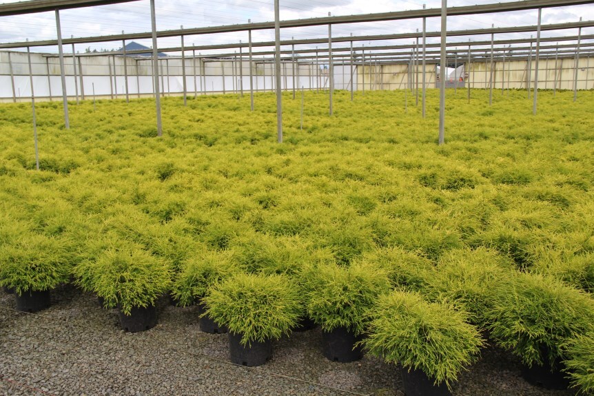 Chamaecyparis pisifera 'Golden Mop'