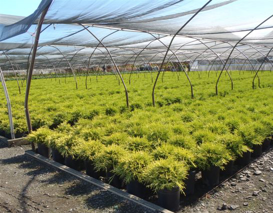 Chamaecyparis pisifera 'Filifera King's Gold'