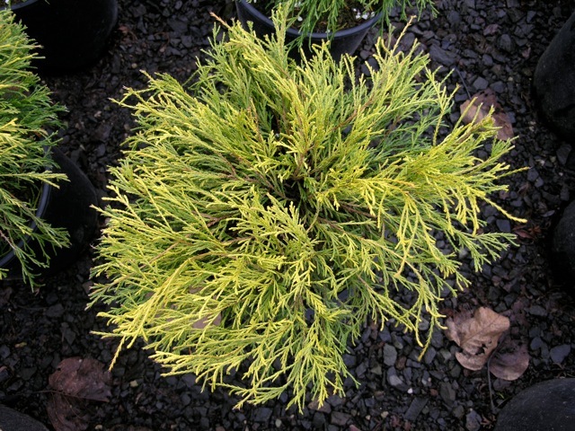 Chamaecyparis pisifera 'Sungold'