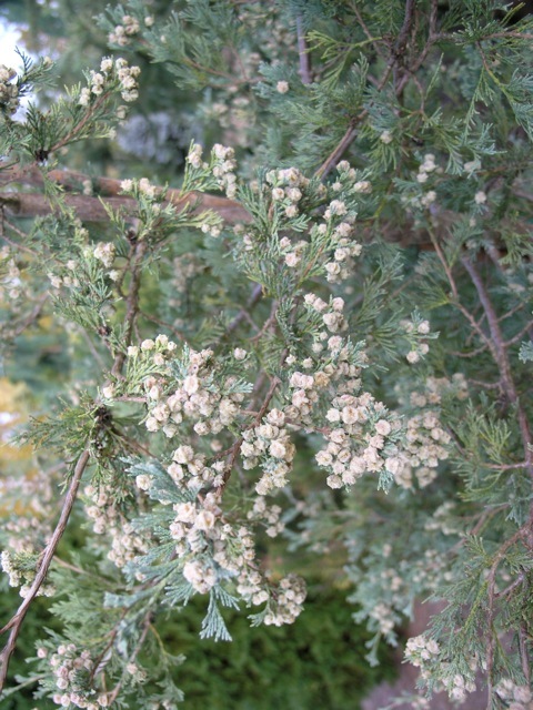 Chamaecyparis thyoides 'Glauca Pendula'