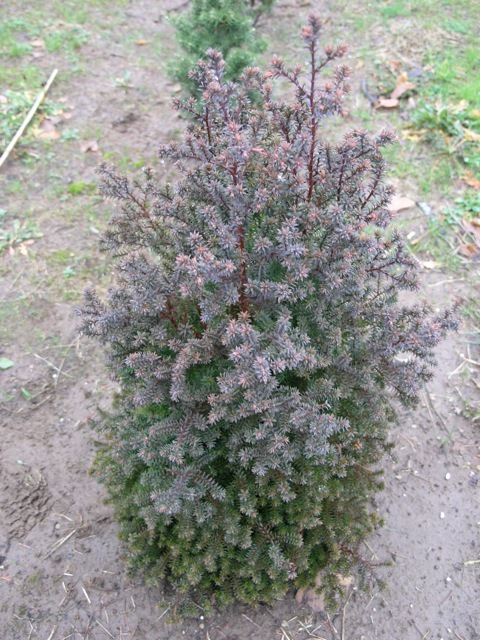 Chamaecyparis thyoides 'Red Star'
