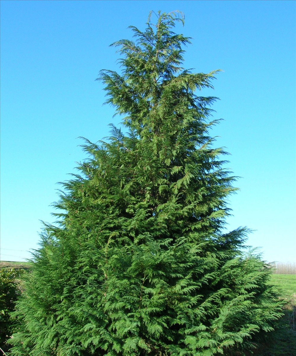 Chamaecyparis lawsoniana