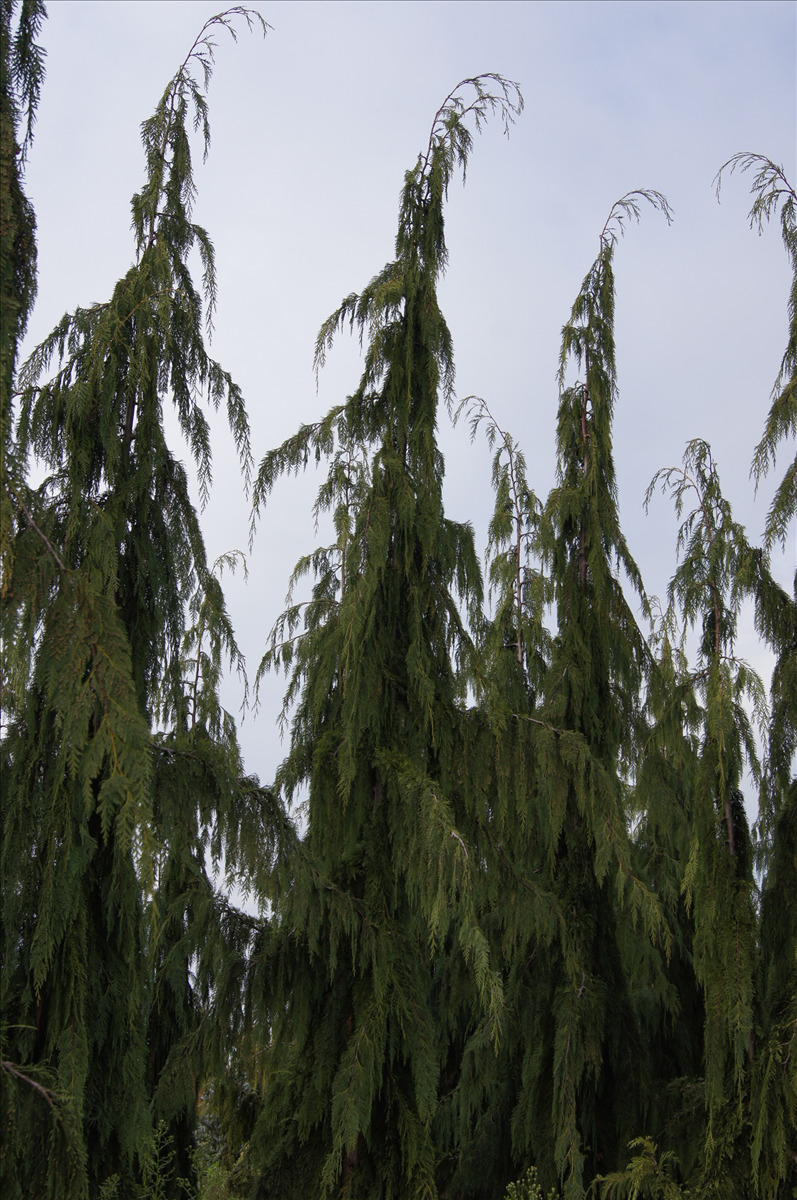 Chamaecyparis nootkatensis 'Green Arrow'