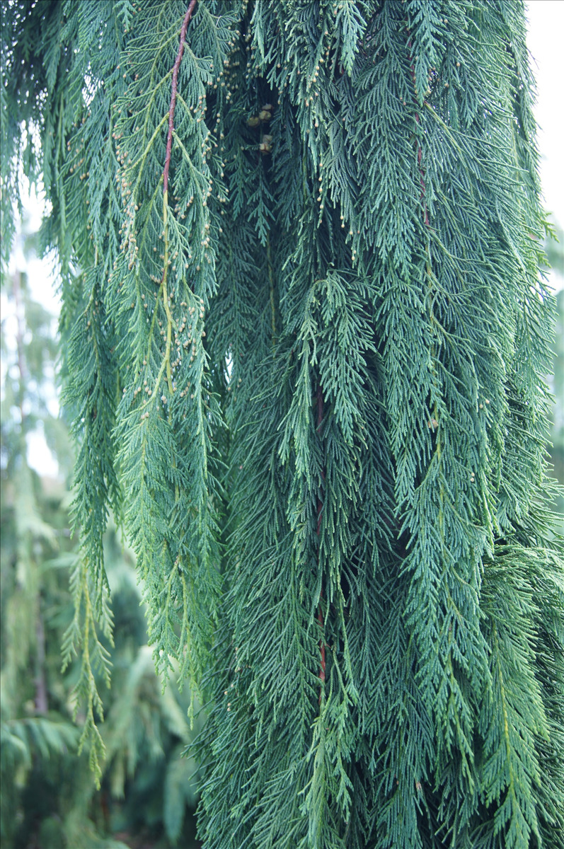 Chamaecyparis nootkatensis 'Green Arrow'