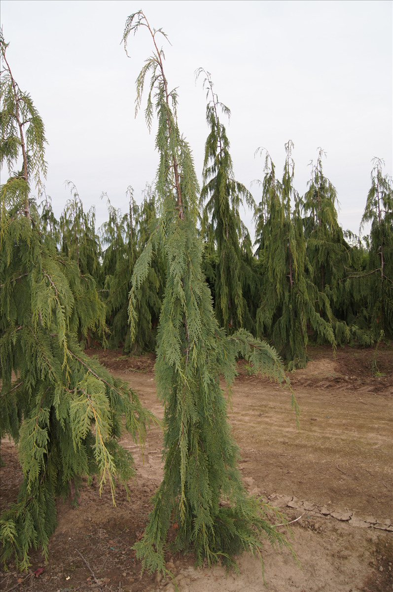 Chamaecyparis nootkatensis 'Van den Akker'