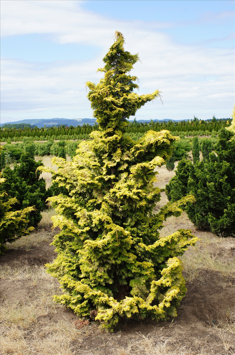 Chamaecyparis obtusa 'Aurea'