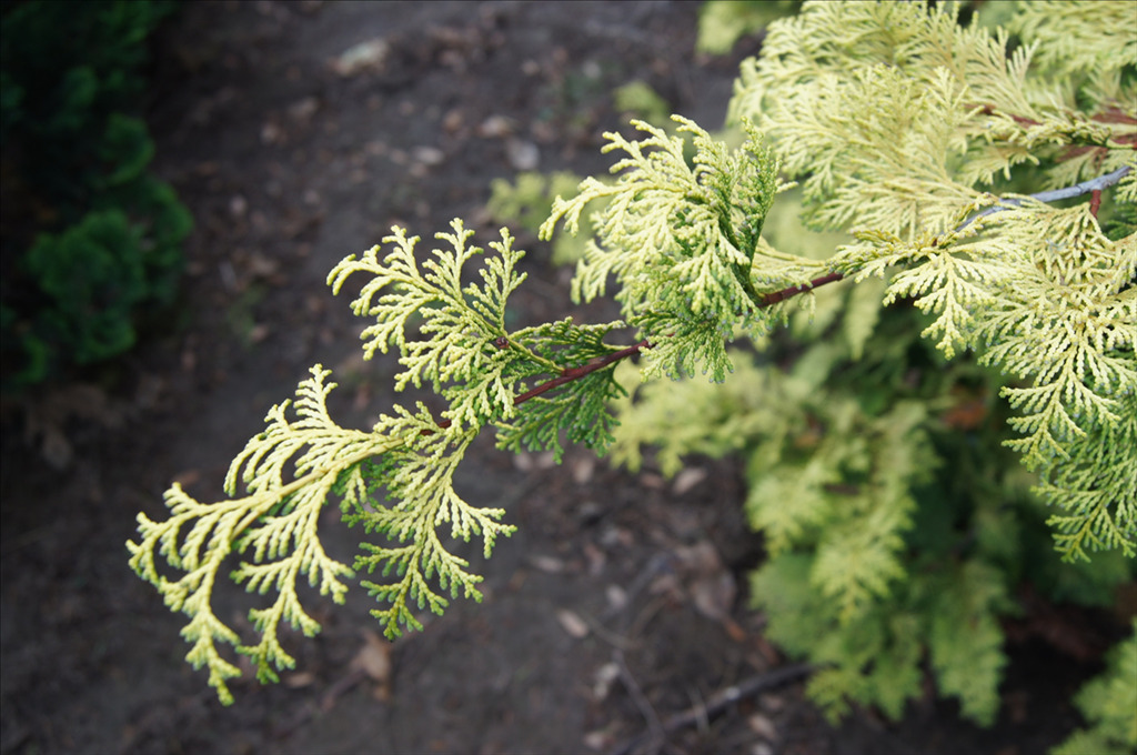 Chamaecyparis obtusa 'Crippsii'