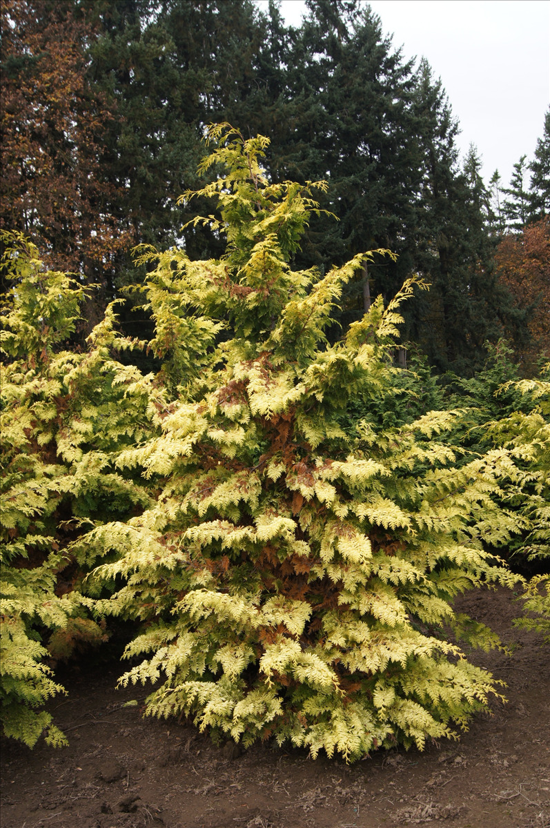 Chamaecyparis obtusa 'Crippsii'
