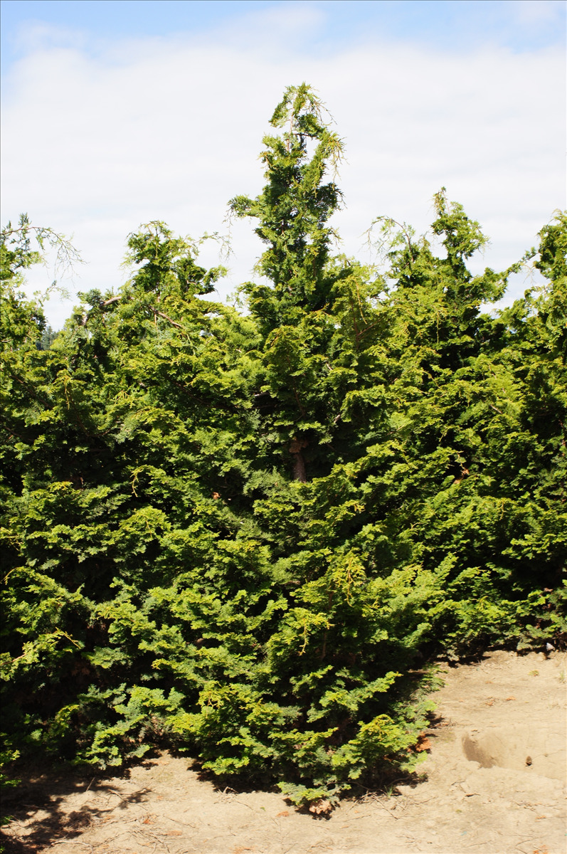 Chamaecyparis obtusa 'Gracilis'