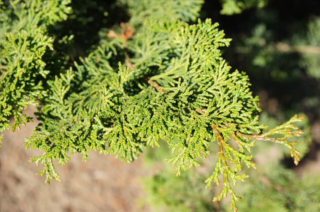 Chamaecyparis obtusa 'Gracilis'