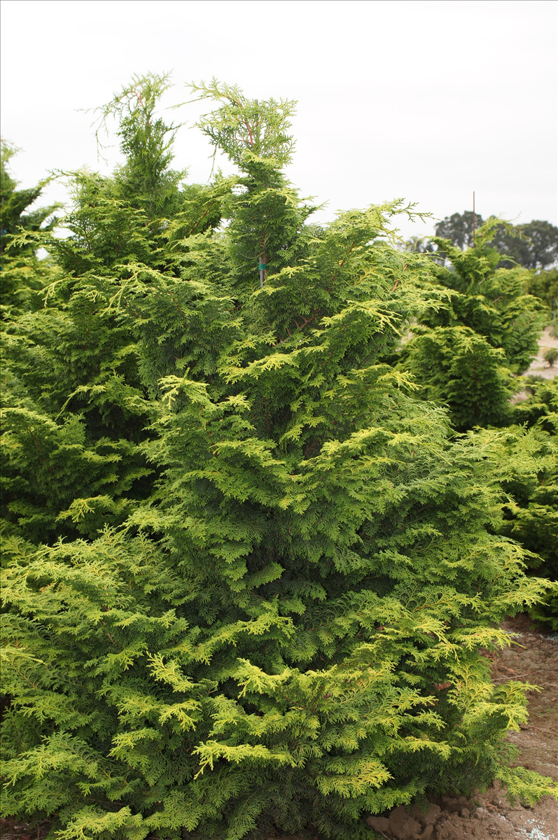 Chamaecyparis obtusa 'Kosteri Fast Form'