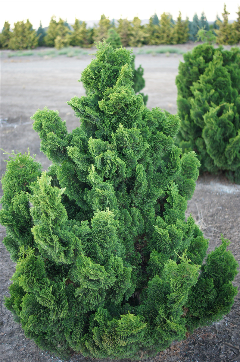 Chamaecyparis obtusa 'Nana Gracilis'