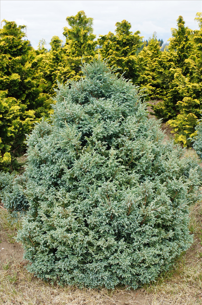 Chamaecyparis pisifera 'Cyano-Viridis'