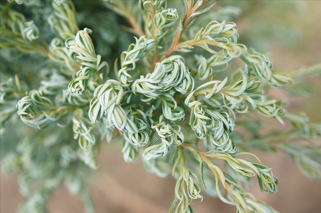 Chamaecyparis pisifera 'Cyano-Viridis'