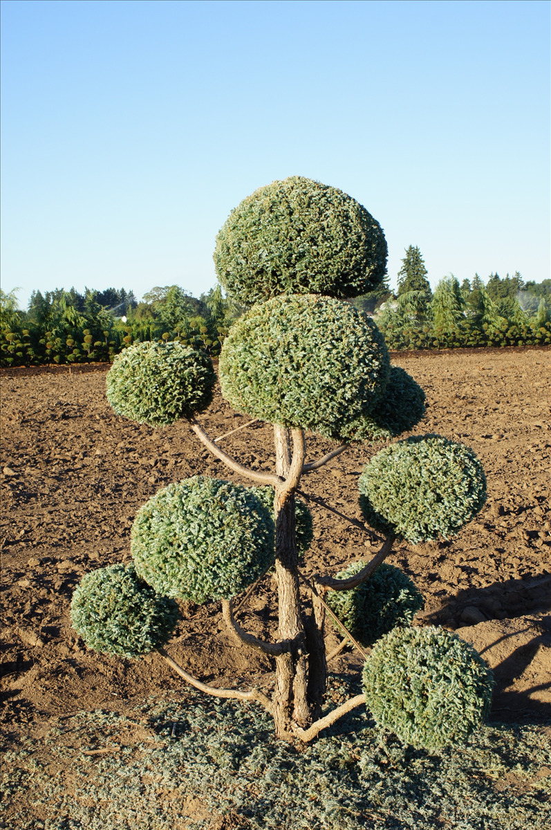 Chamaecyparis pisifera 'Cyano Viridis' Pom Pom