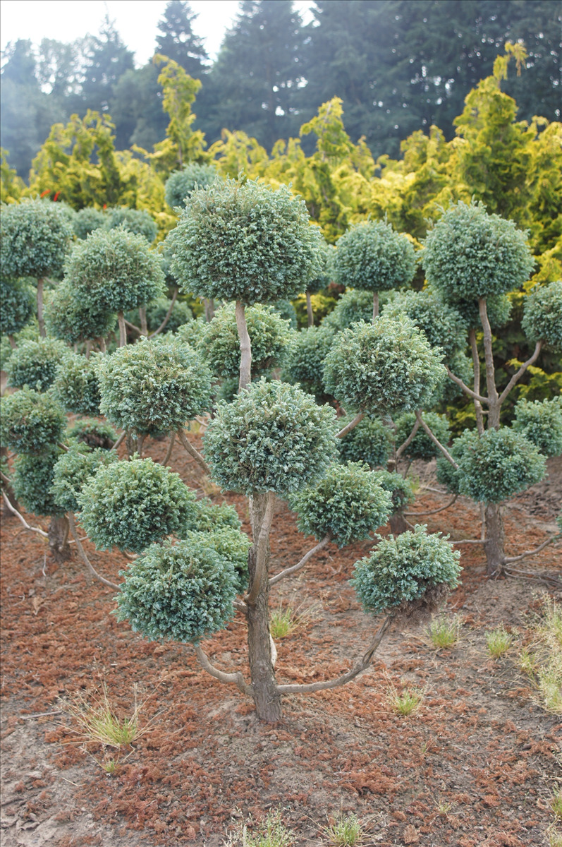 Chamaecyparis pisifera 'Cyano Viridis' Pom Pom