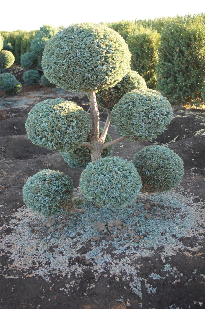 Chamaecyparis pisifera 'Cyano Viridis' Pom Pom