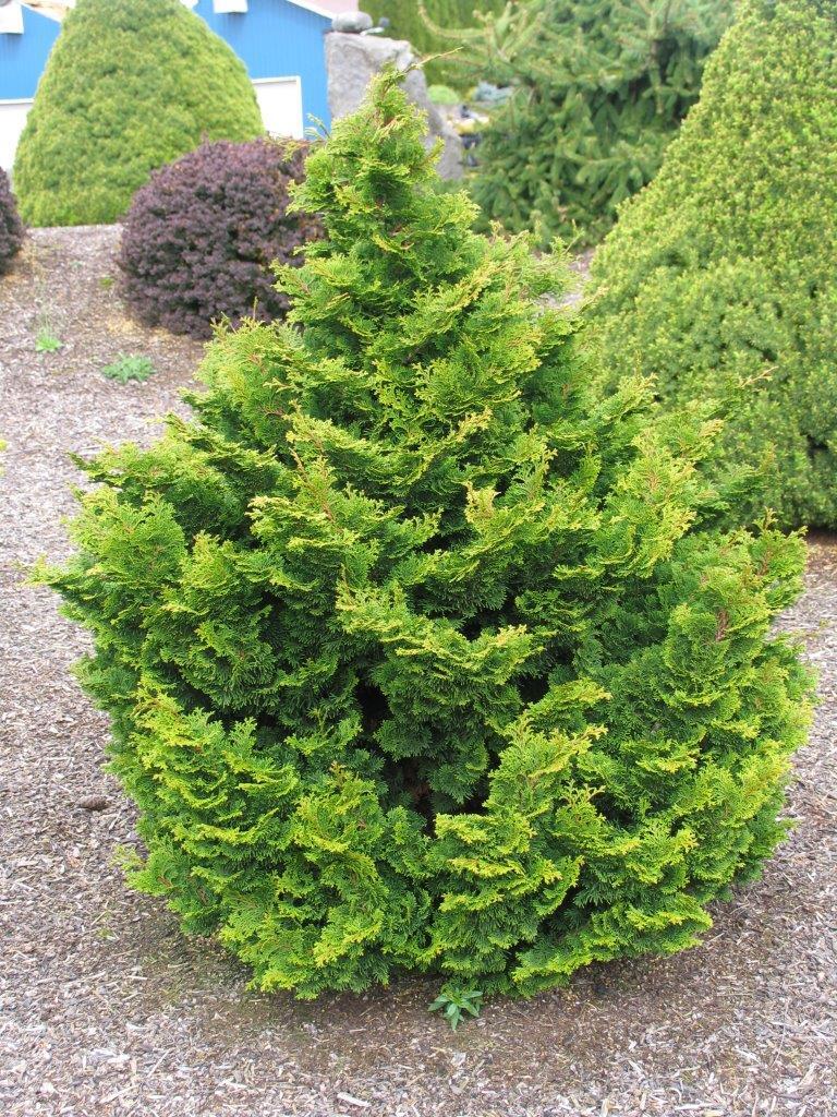 Chamaecyparis obtusa 'Templehof'