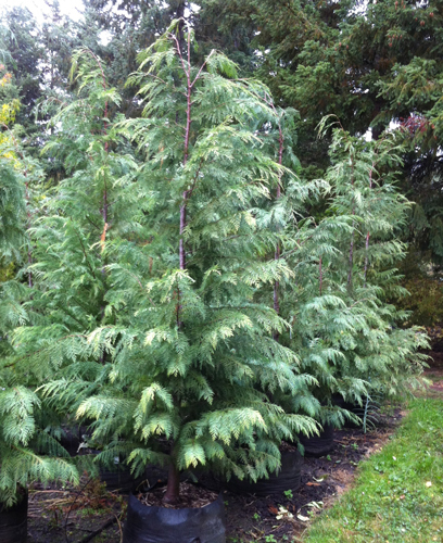 Chamaecyparis lawsoniana