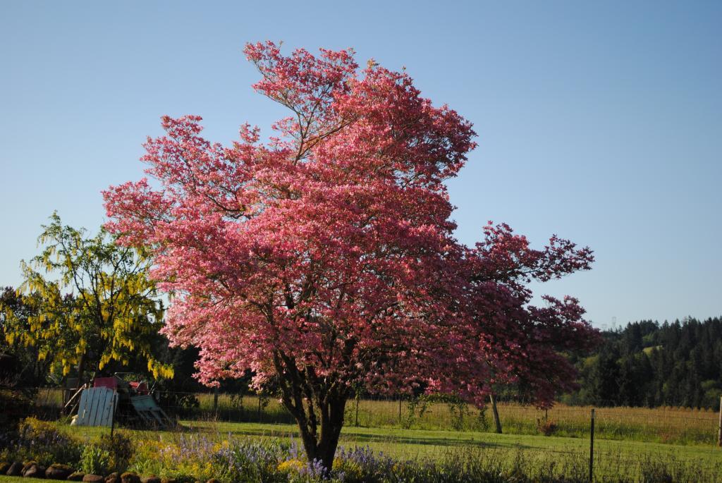 Cornus florida 'Cherokee Chief'