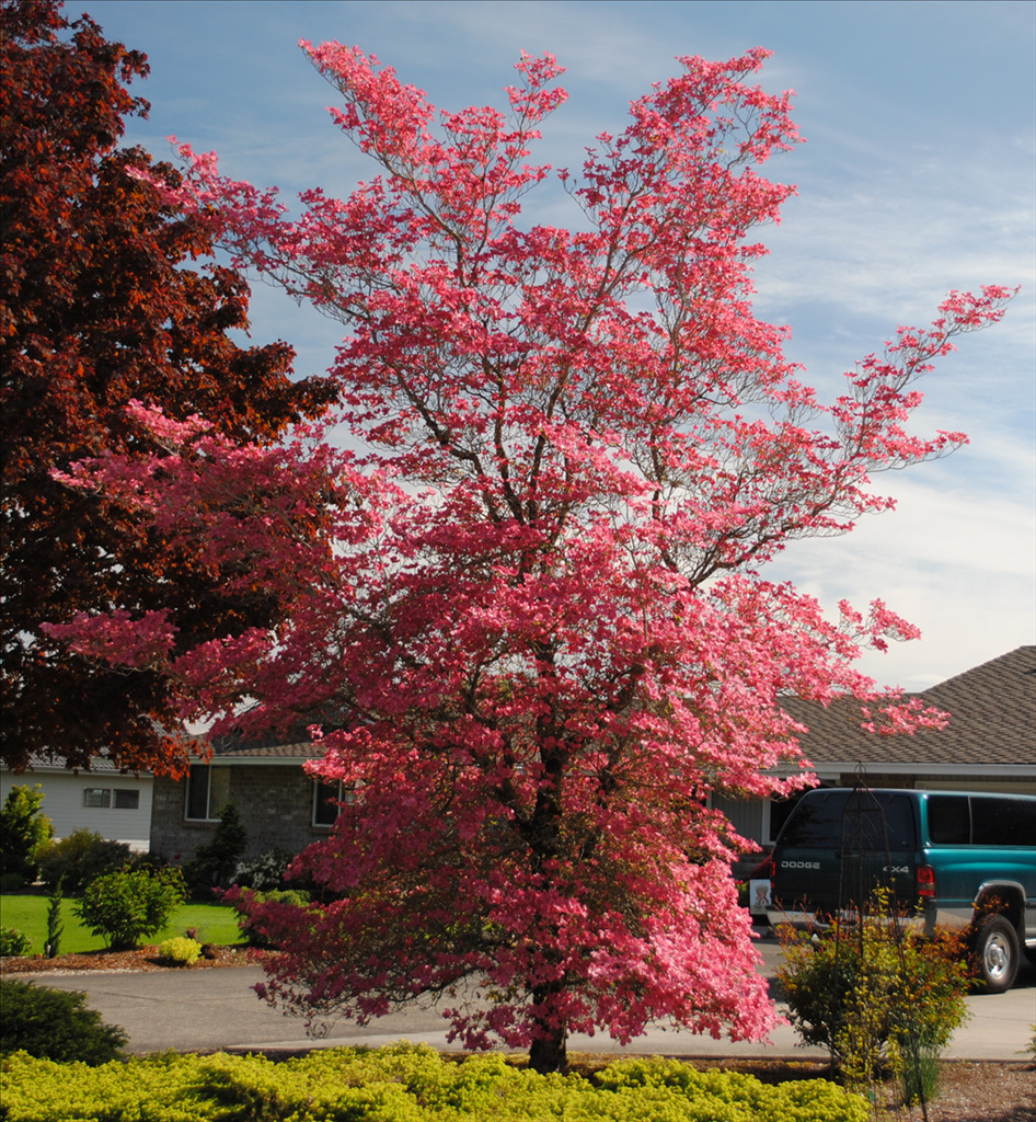 Cornus florida 'Cherokee Chief'