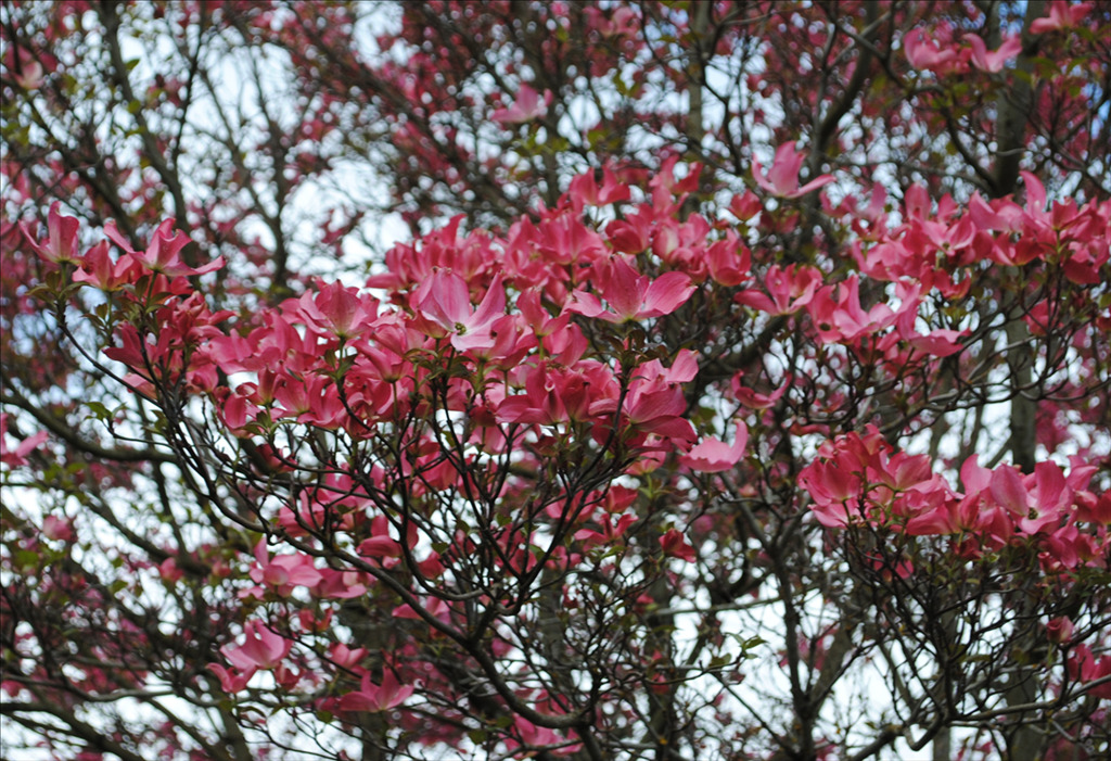 Cornus florida 'Cherokee Chief'