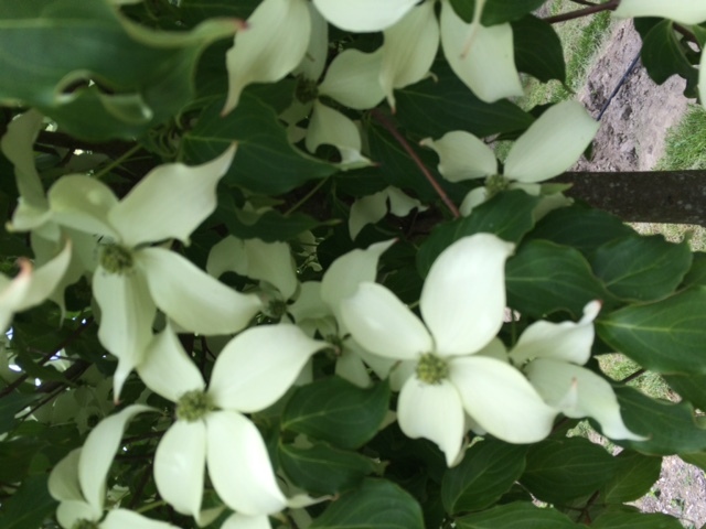 Cornus kousa var. chinensis