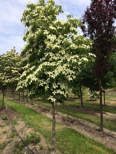 Cornus kousa var. chinensis