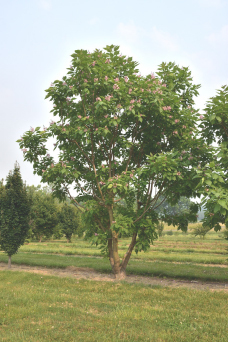 Chitalpa tashkentensis 'Strawberry Moon'