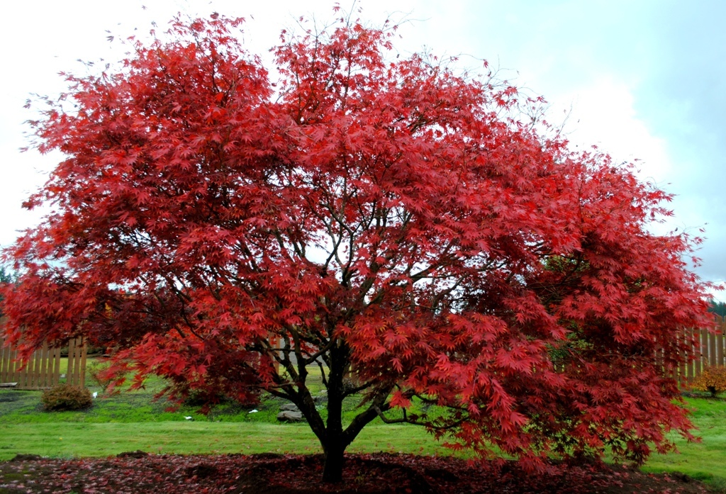 Acer palmatum 'Chitoseyama'