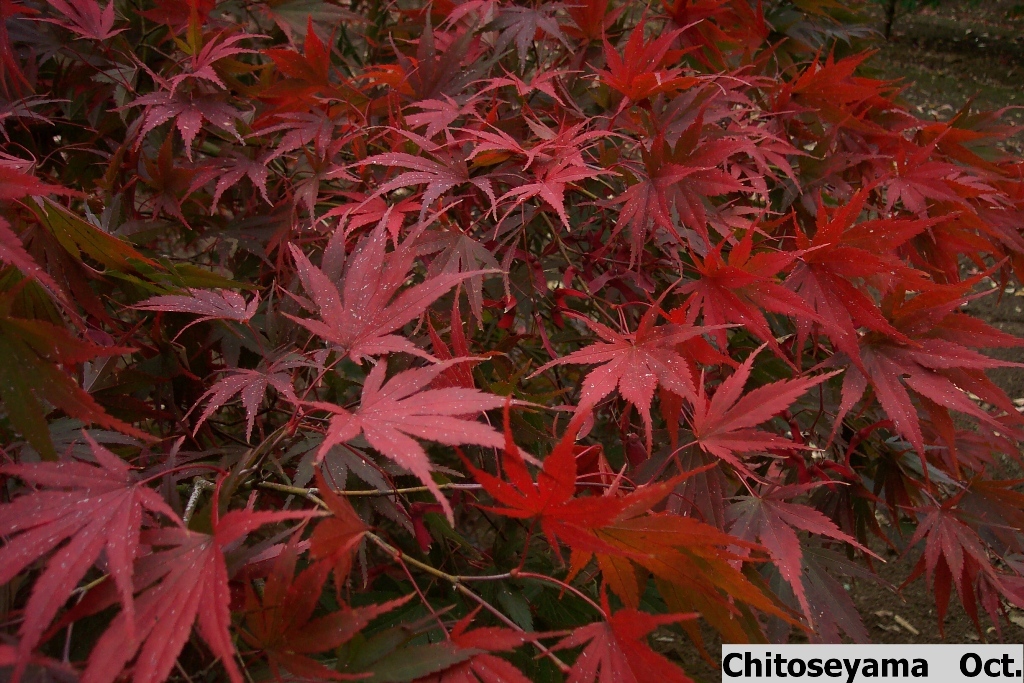 Acer palmatum 'Chitoseyama'