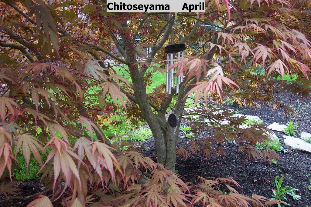 Acer palmatum 'Chitoseyama'
