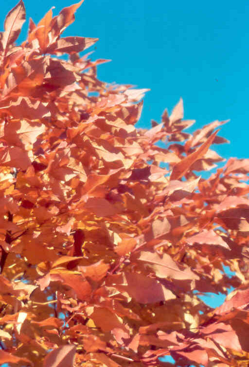 Fraxinus pennsylvanica 'Cimmzam'