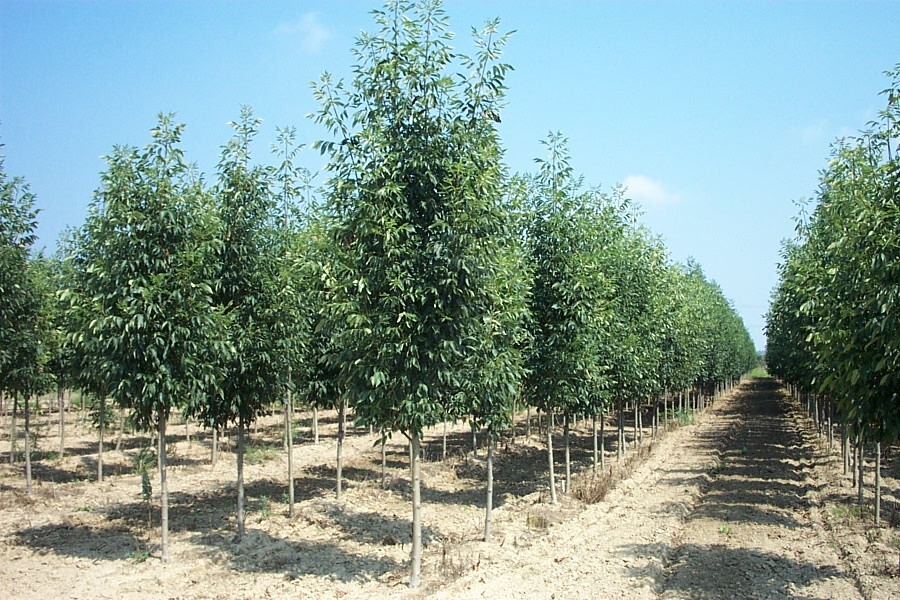 Fraxinus pennsylvanica 'Cimmzam'