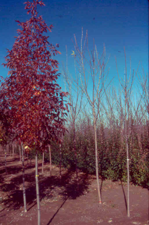 Fraxinus pennsylvanica 'Cimmzam'