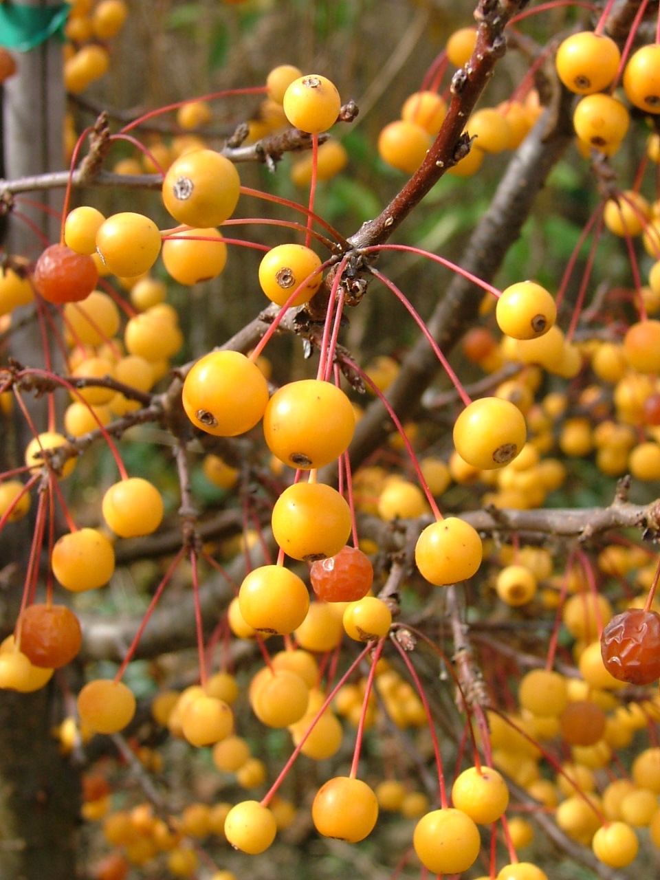 Malus 'Cinzam'