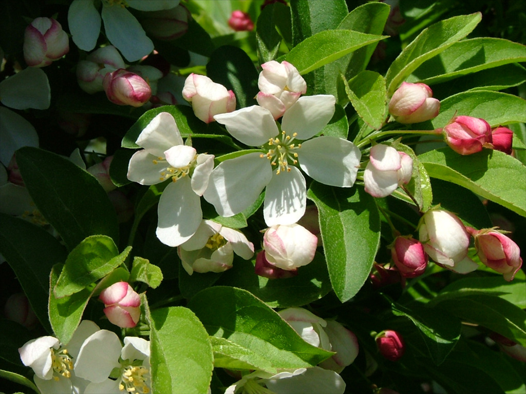Malus 'Cinzam'