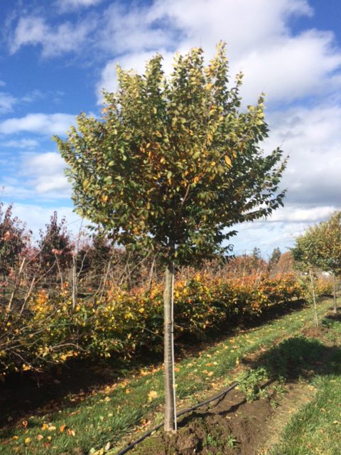 Zelkova serrata 'JFS-KW1' PP20996