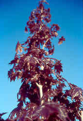 Acer platanoides 'Conzam'