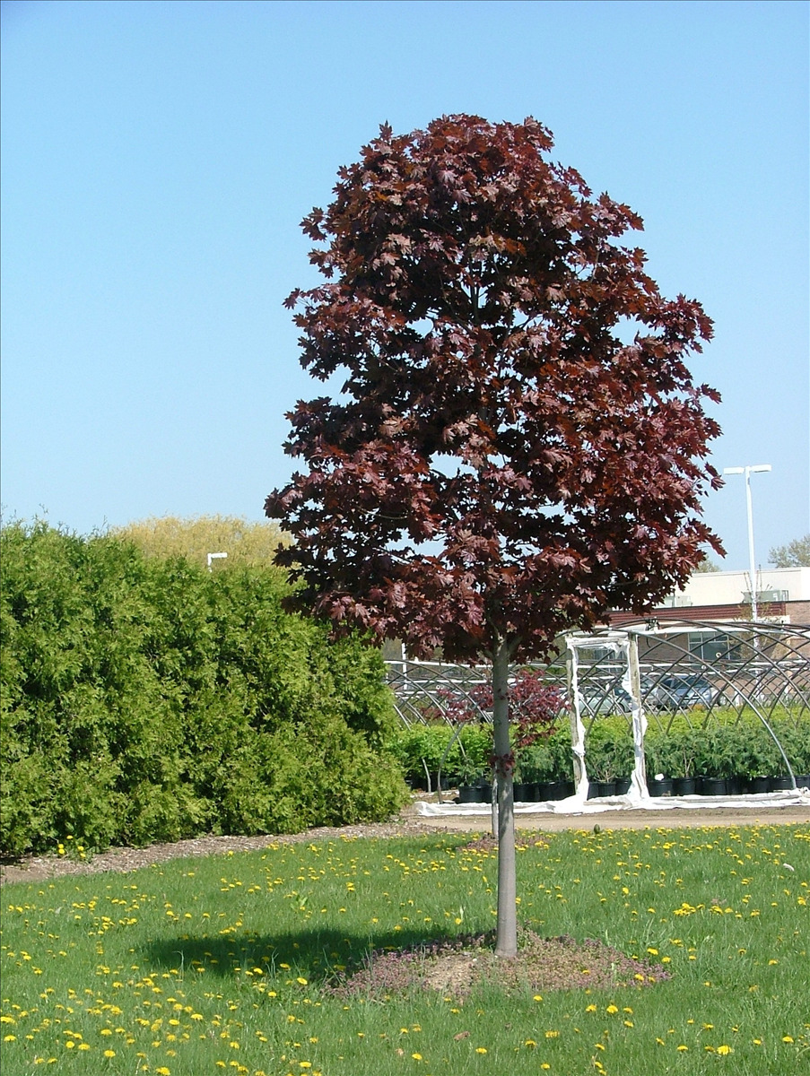 Acer platanoides 'Conzam'