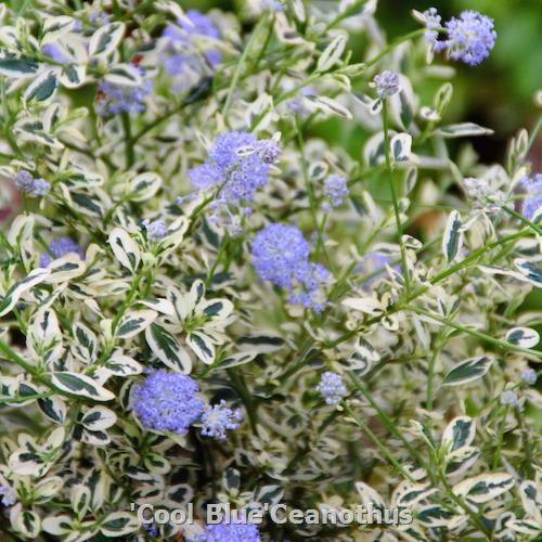 'Cool Blue’ Ceanothus | Sunset Western Garden Collection