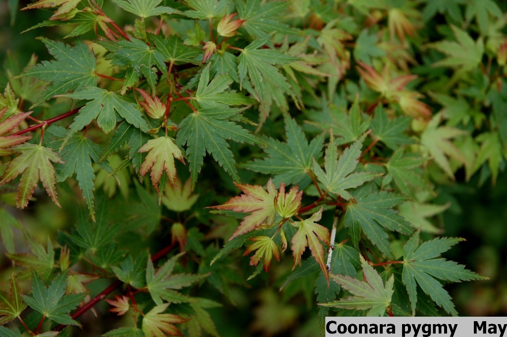 Acer palmatum 'Coonara Pygmy'