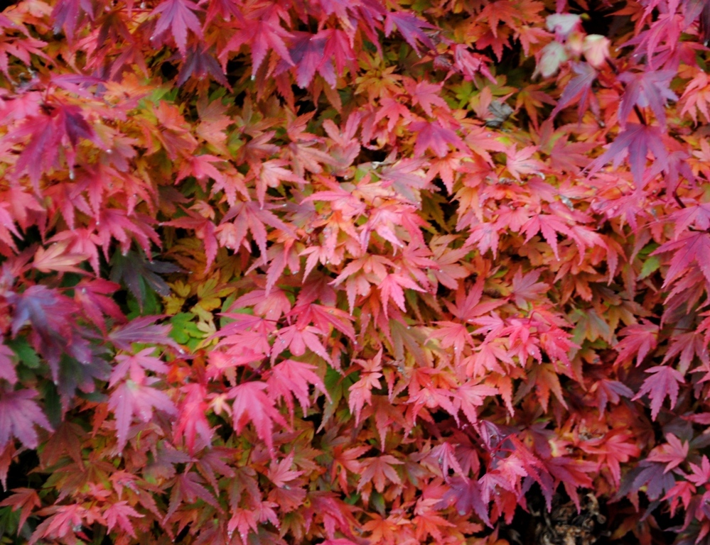 Acer palmatum 'Coonara Pygmy'