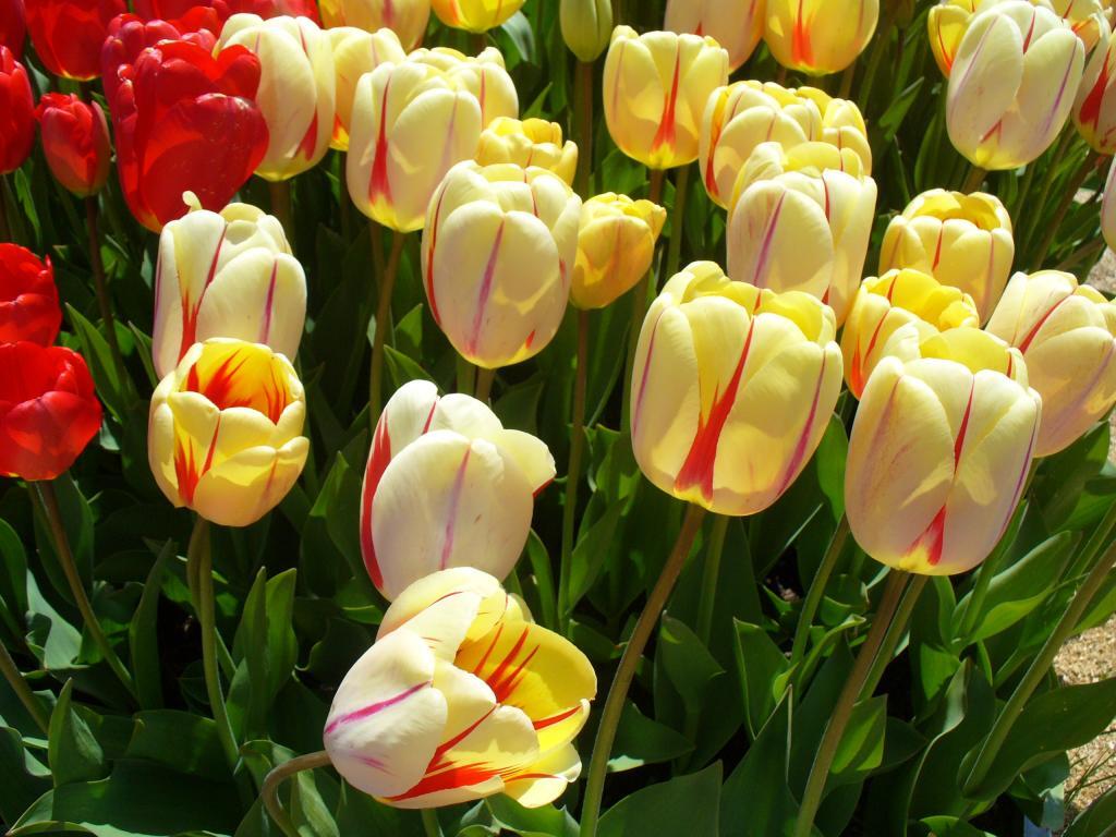 Tulip 'Burning Heart