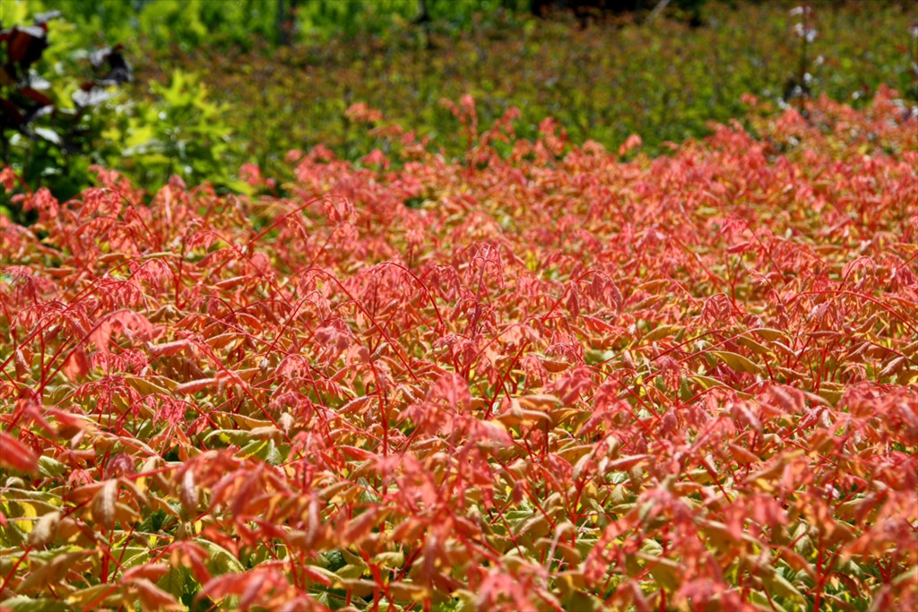 Koelreuteria paniculata 'Coral Sun' PP17409