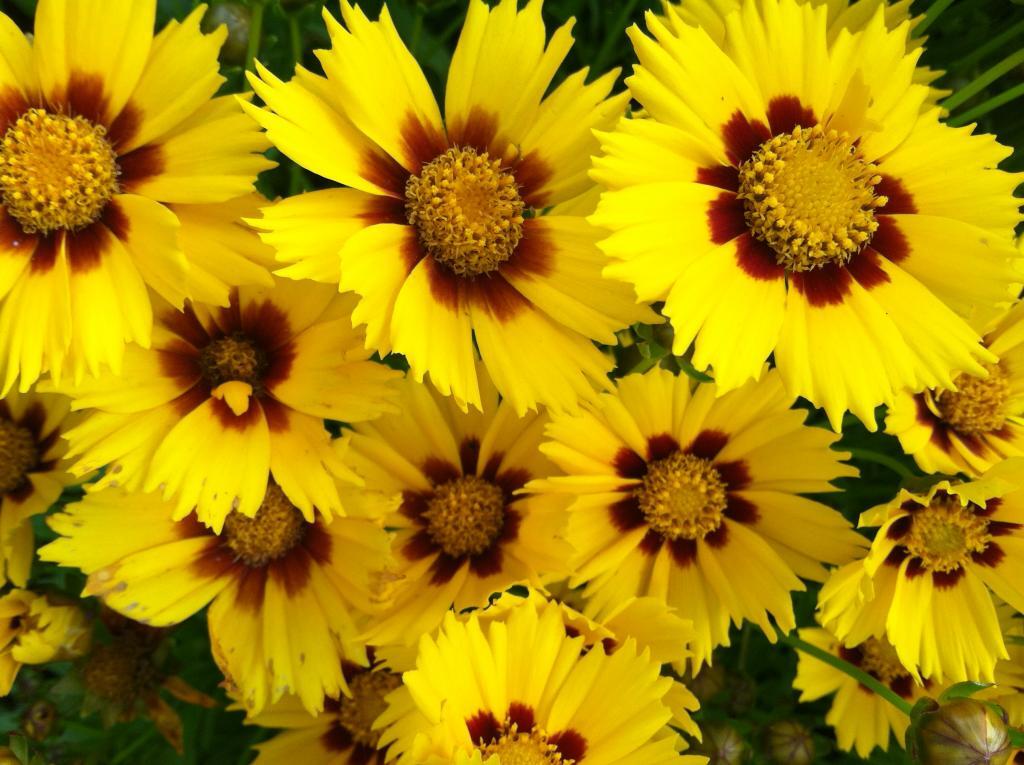 Coreopsis grandiflora 'Domino'