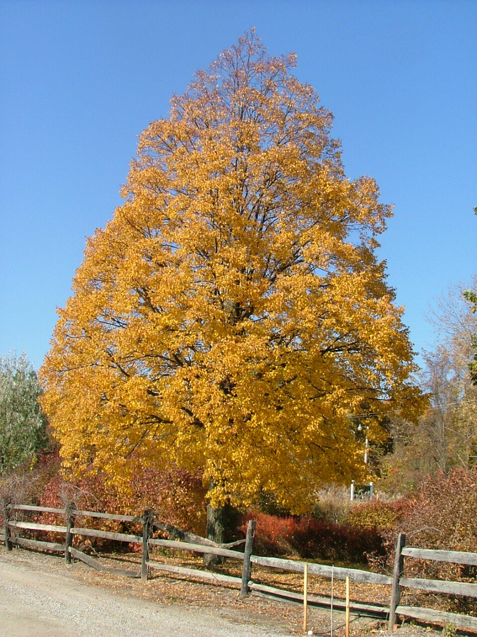 Tilia cordata 'Corzam'