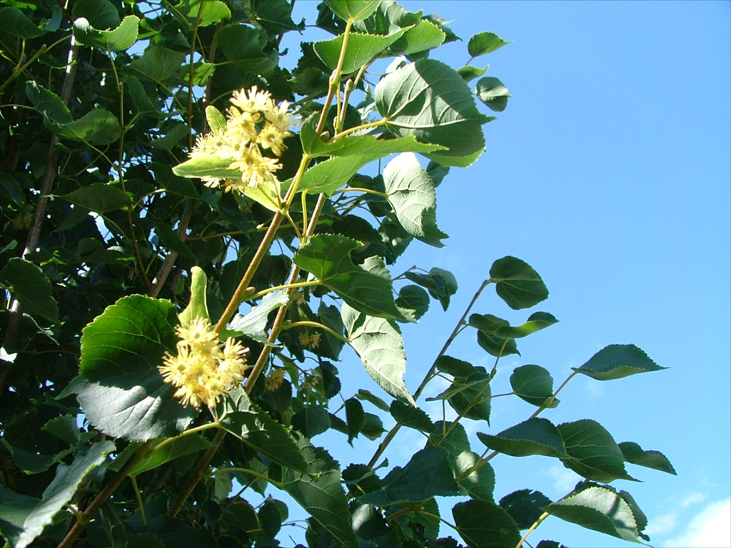 Tilia cordata 'Corzam'