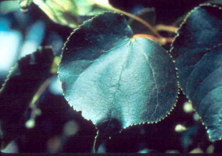 Tilia cordata 'Corzam'